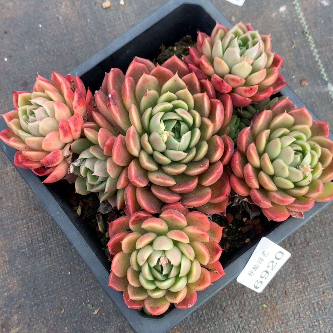 6920杂交多肉老桩