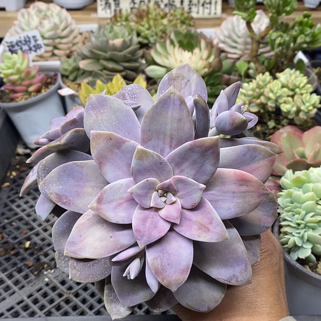 28139 华丽风车花脸锦自然群 需延时发货