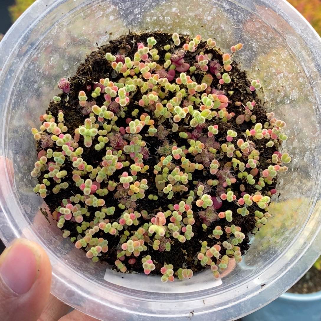 丷***丶197切糕混合 。         