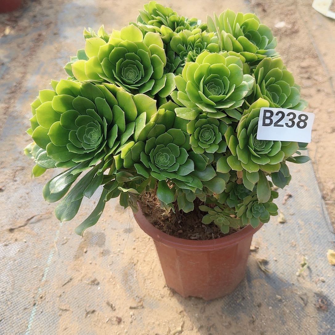 238绿缀朵朵有伤一颗