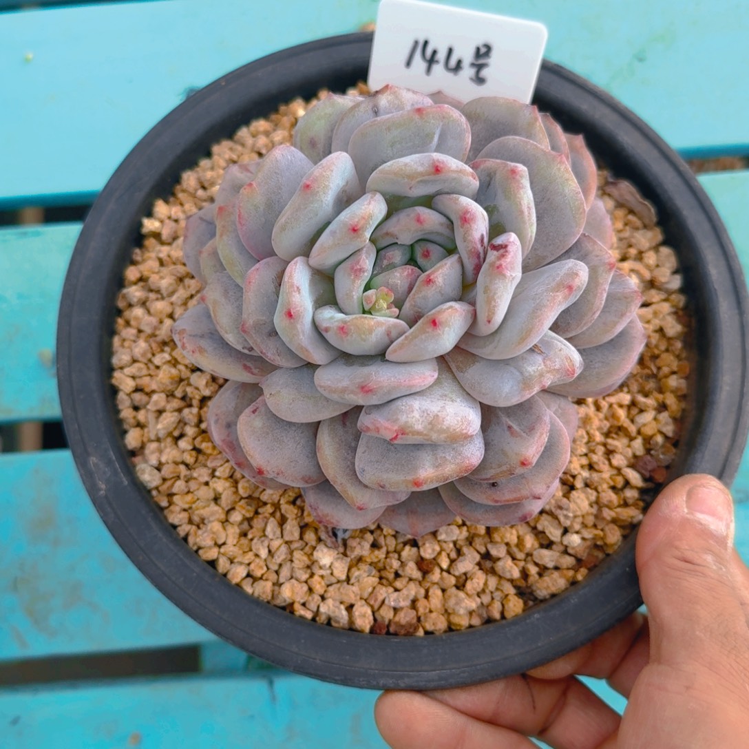 144号多肉11111111111