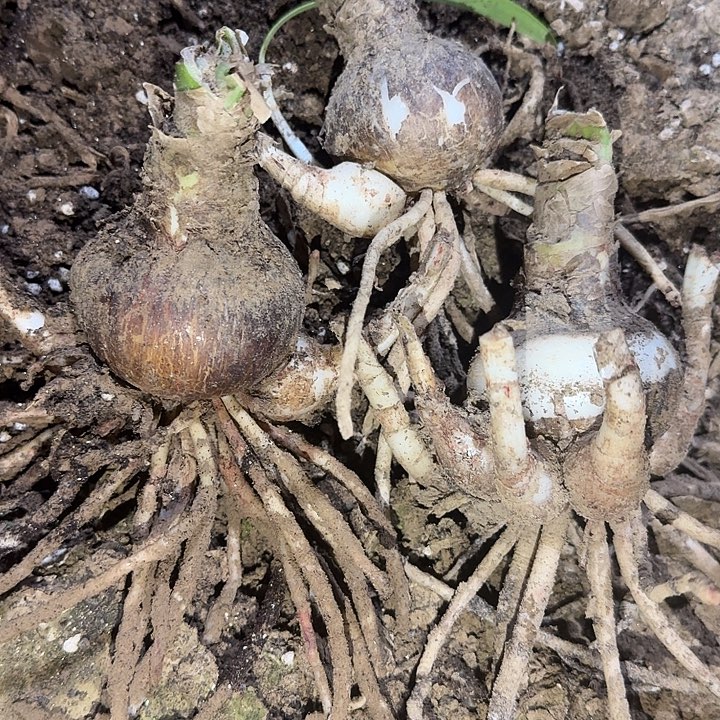 火烈鸟黛丝5厘米三棵裸根