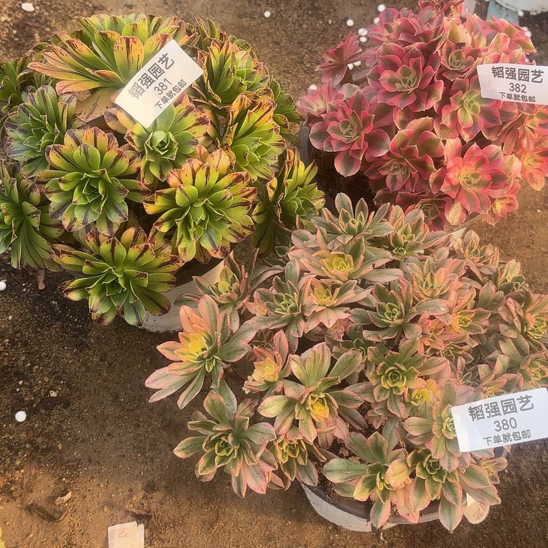 必火女巫甜茶多肉植物380-81-82