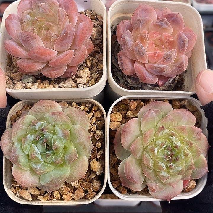 1112-518。冰魄4个组合