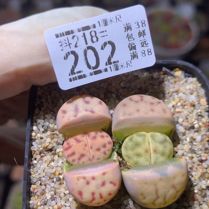 精品生石花218.202