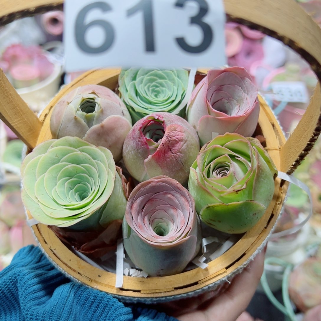 A***哥613竹编花篮混色玫瑰组合。    