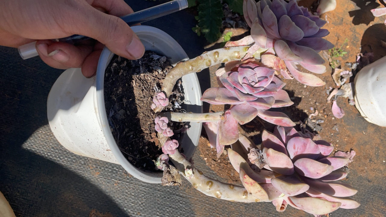 栖云花坊/老桩紫乐精水精控新疆西藏不发货