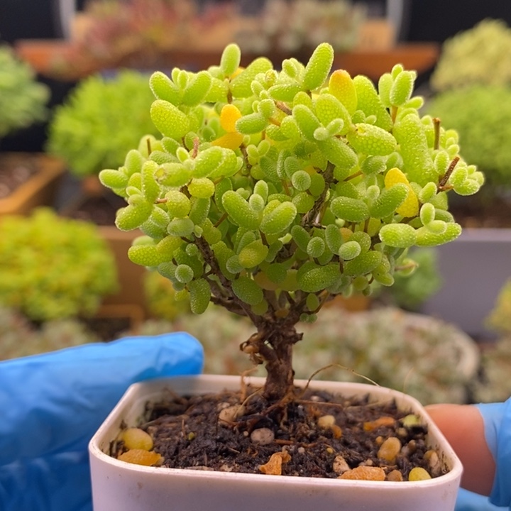 无花朵82金橘。     