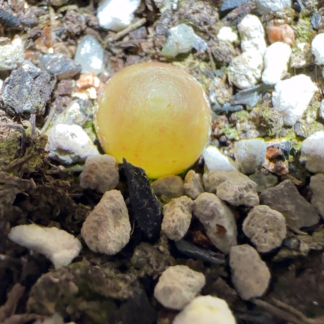 肉锥多肉植物百科25-哈默641