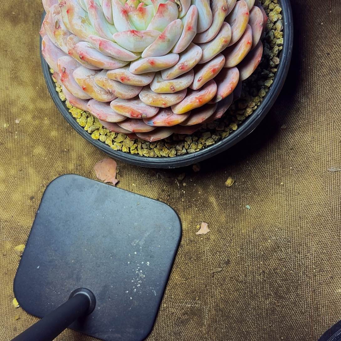 小***～180号一物一拍脱土包邮