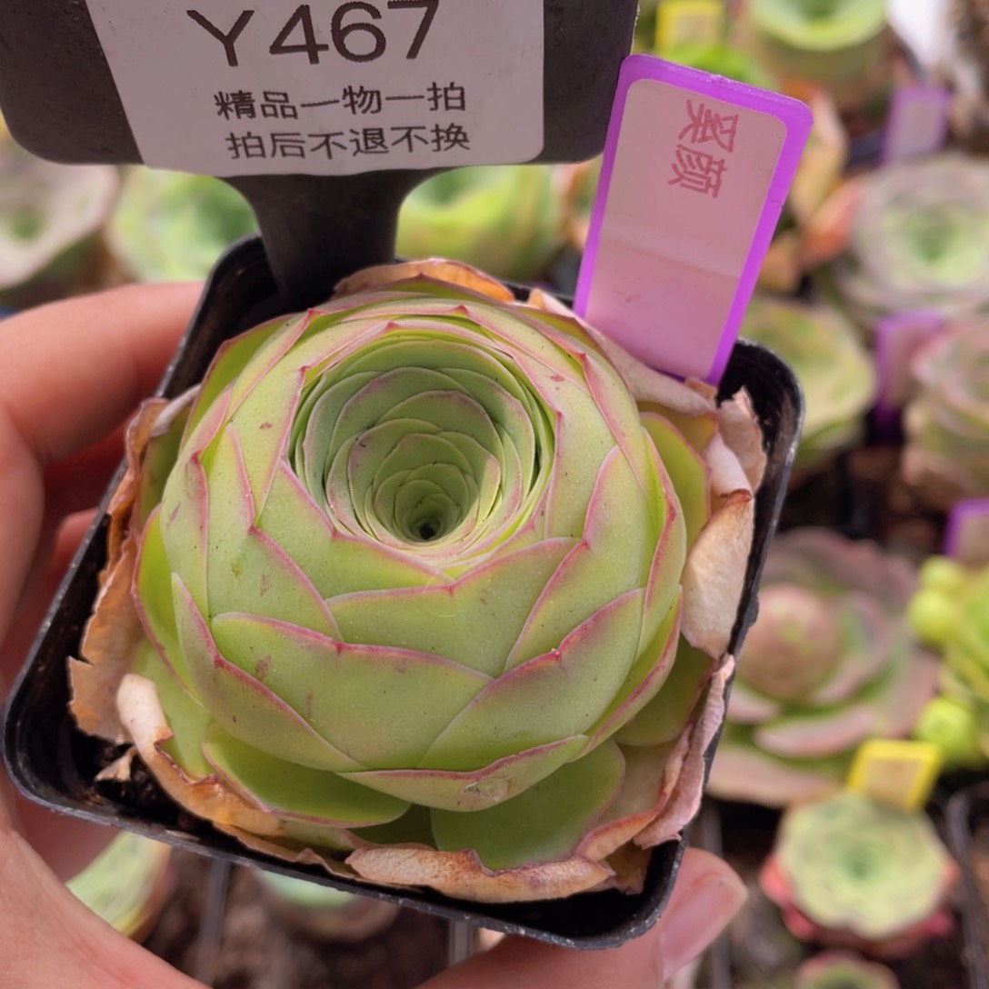 奚颜玫瑰一物一拍467