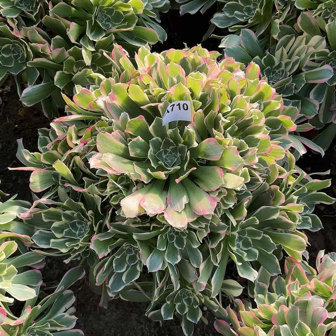 多肉法师，雨花石710