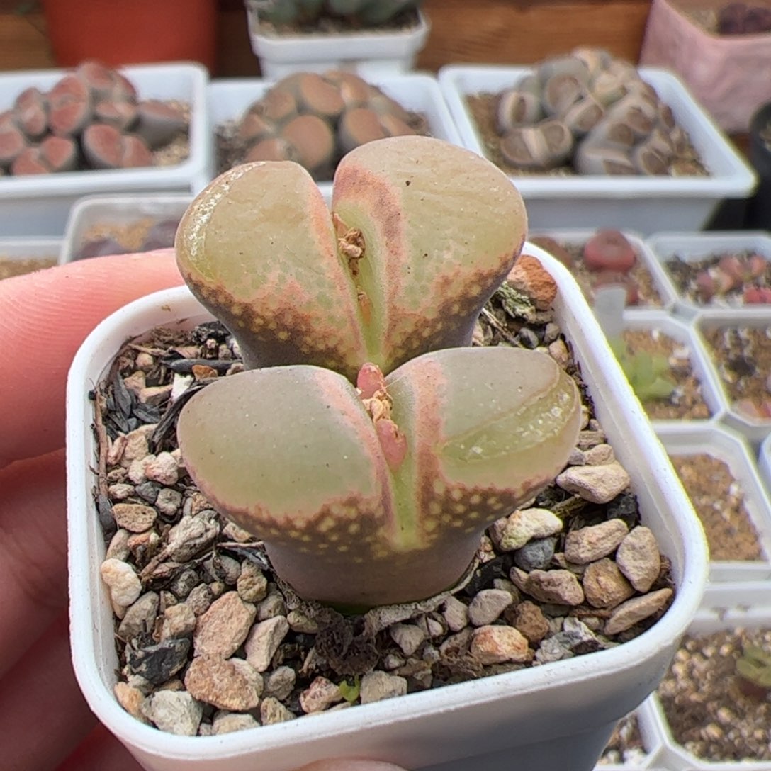 0613号风铃 多肉植物