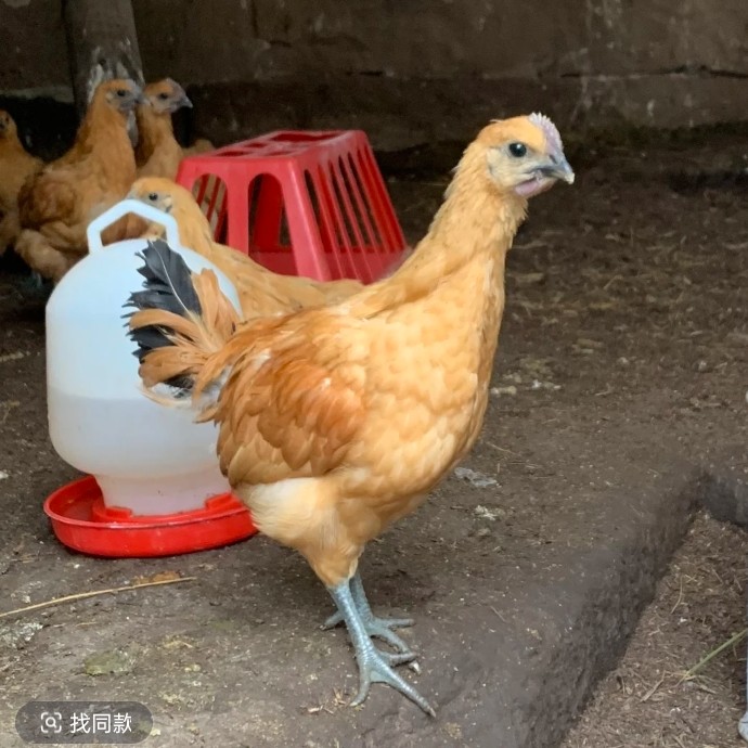 紧毛龙马青年鸡成年鸡生态土鸡散养散养滋补乌鸡高山散养两只土鸡