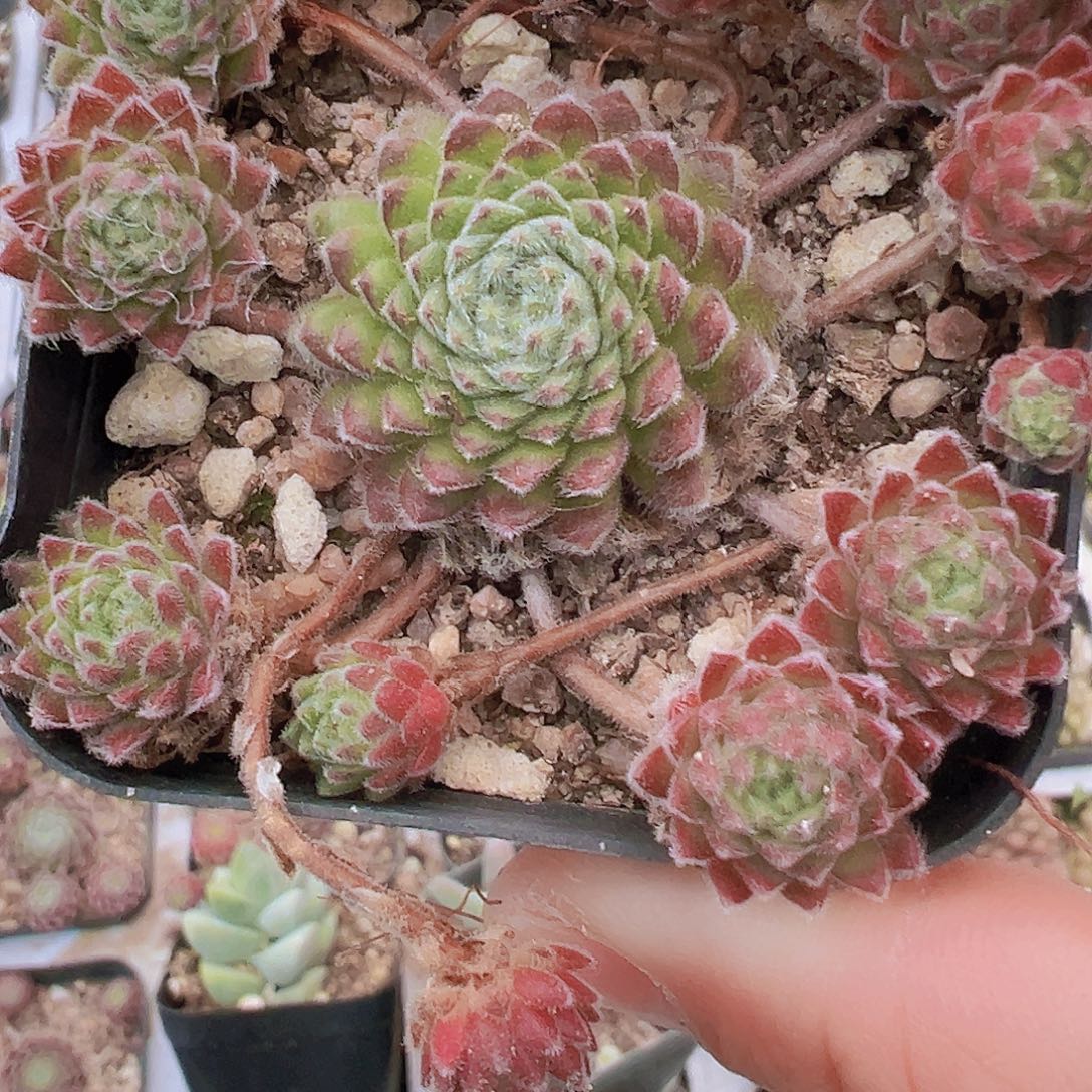 优雅19包邮多肉植物