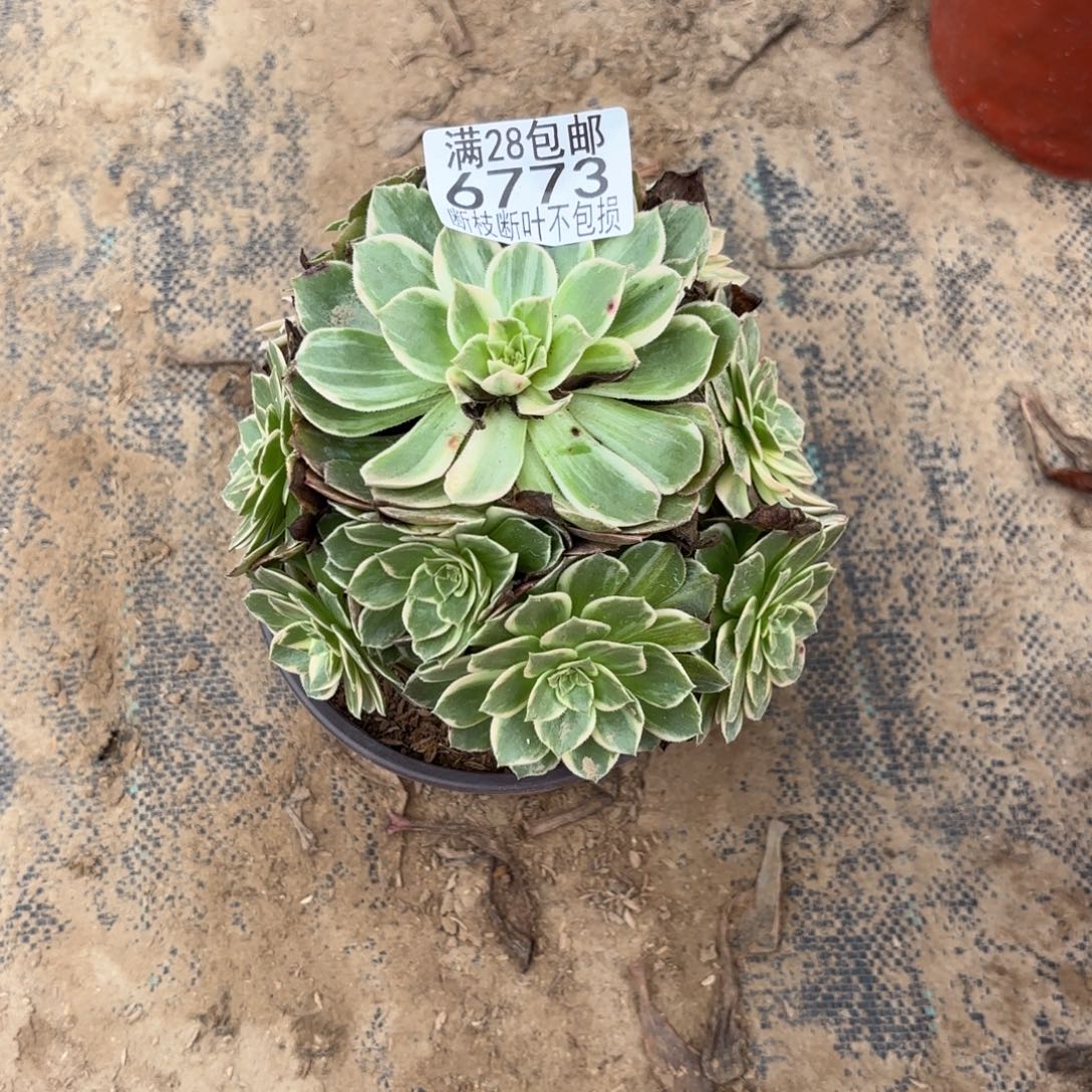 P. 6773万花筒多肉1222333
