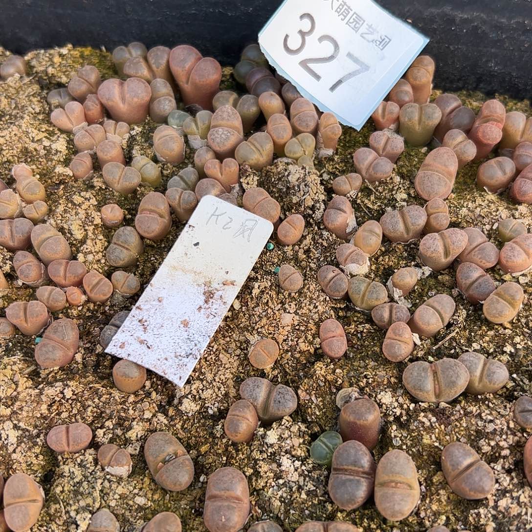 量拍K2风铃5颗          327