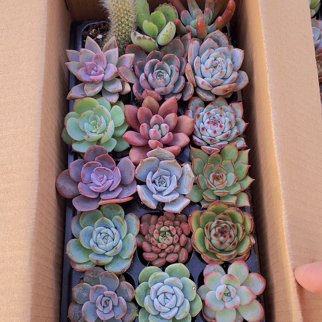 【量拍】18颗精品多肉约3-5厘米