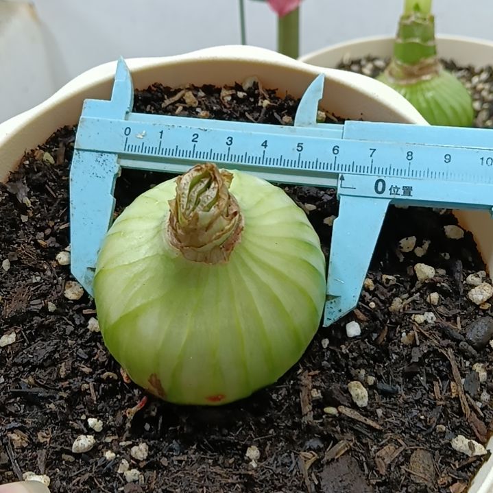 无花朵双绿6+原盆原土发