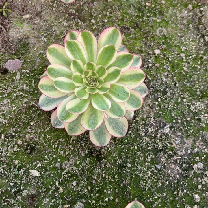 荔枝多肉一圈头量拍