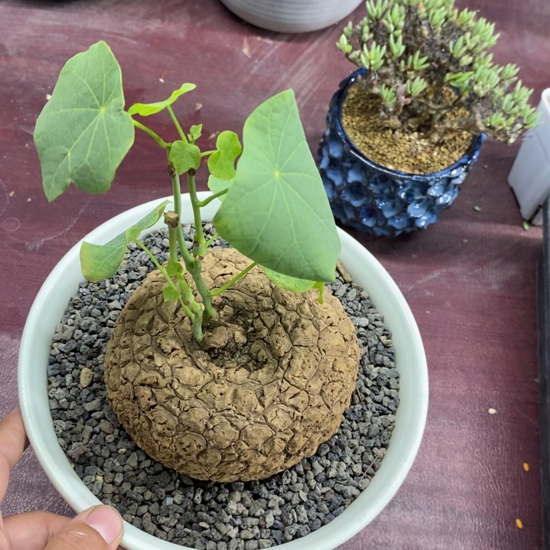 龙甲龟多肉植物一个