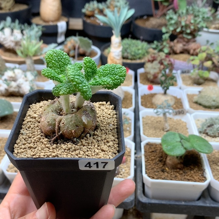 红花断崖王子417