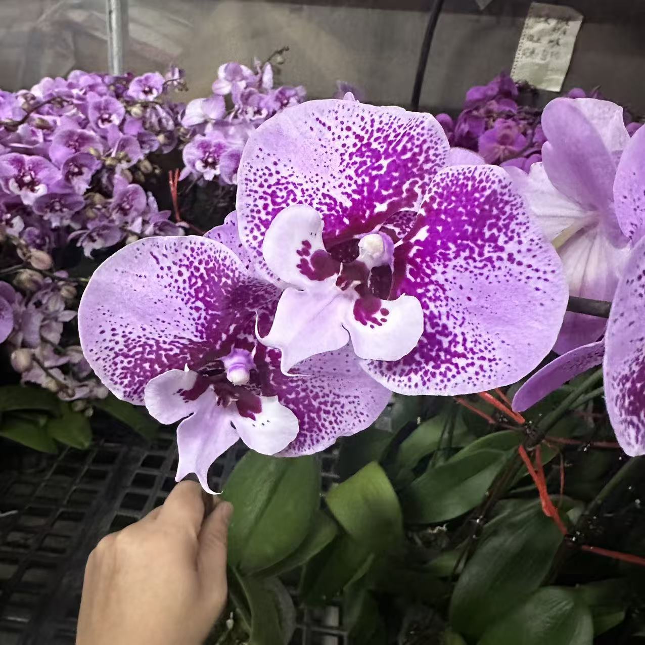 蝴蝶兰【乌龙茶】名贵品种稀有品种大花带花发货 广州源头基地