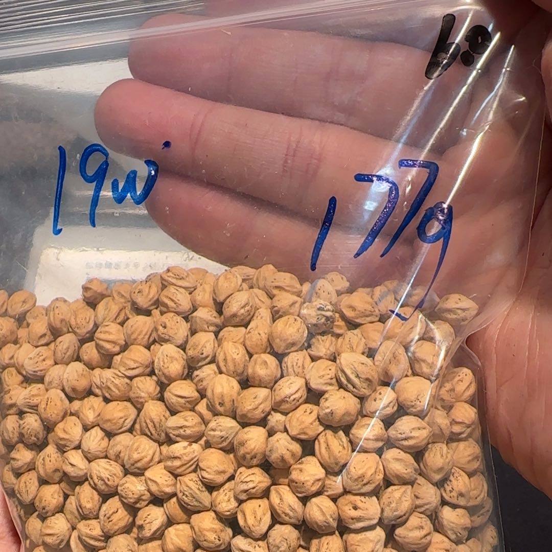 柏香籽/百香籽吊坠B3 6.0 177g