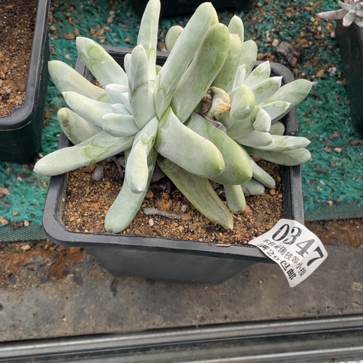 347号拇指多肉植物老庄