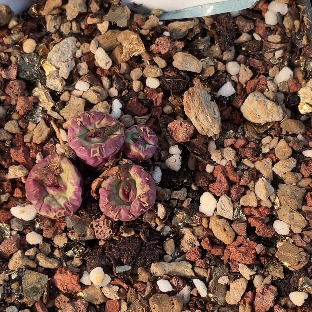 四***月18-46嘴多肉植物肉锥