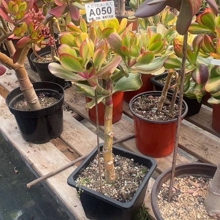 050老花月锦脱土发货