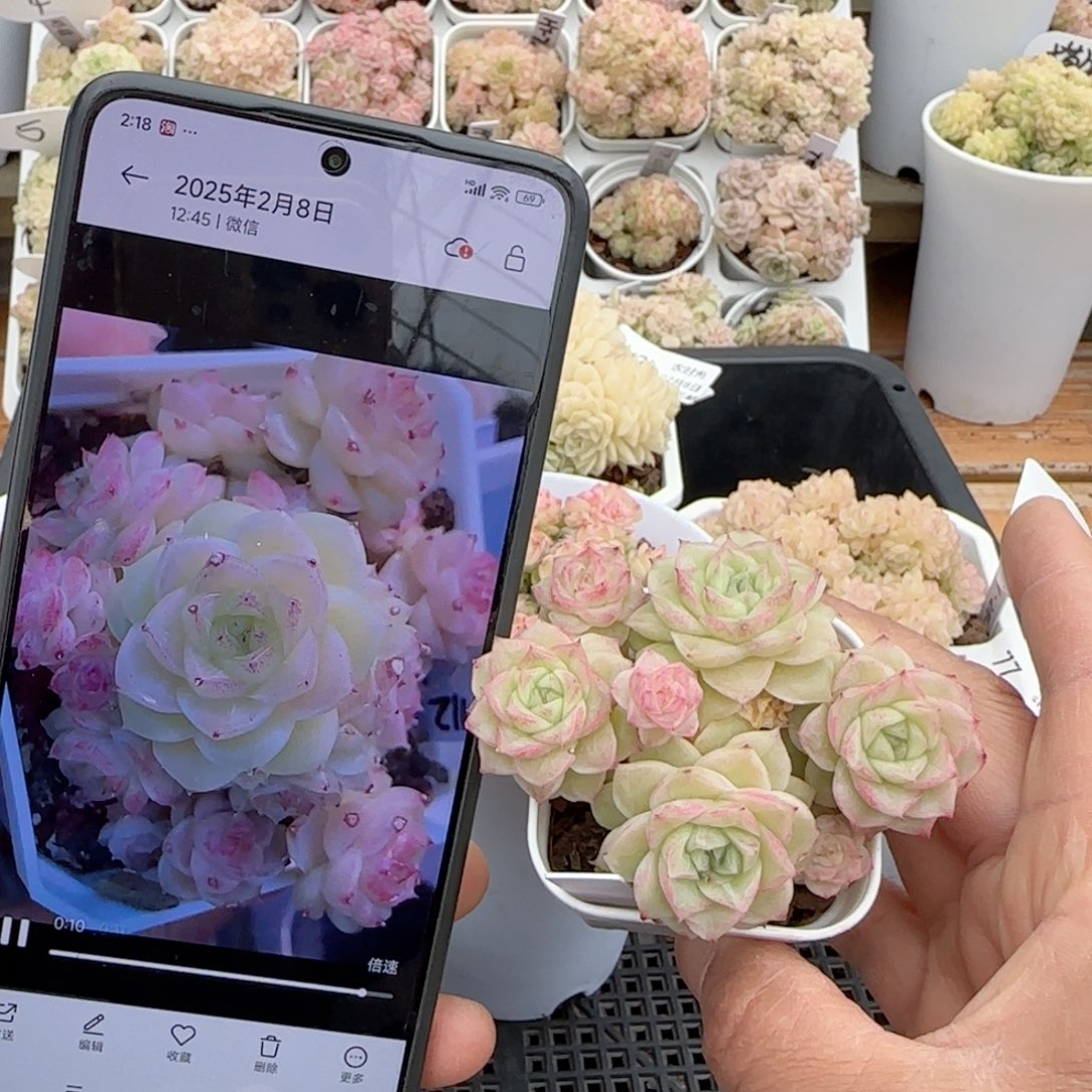 【闪购商品】0208-81（ht-112）