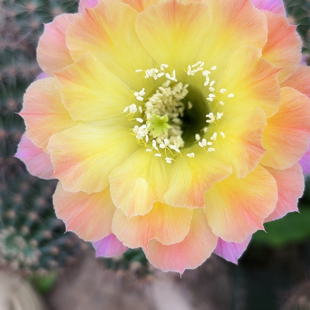 Us47彩20包邮仙人球