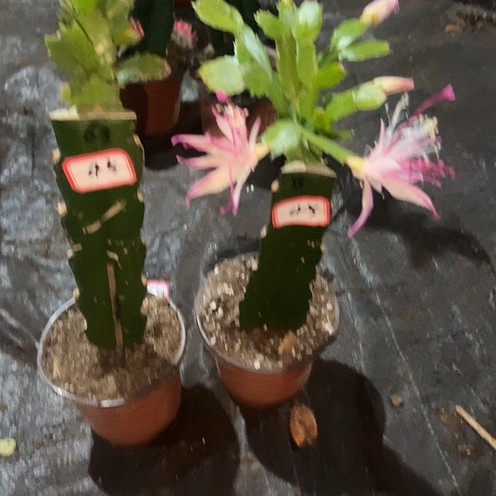 沂***吕，45号带盆063.雅丝