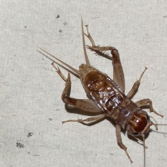 蛐坤园份房蟋蟀蛐