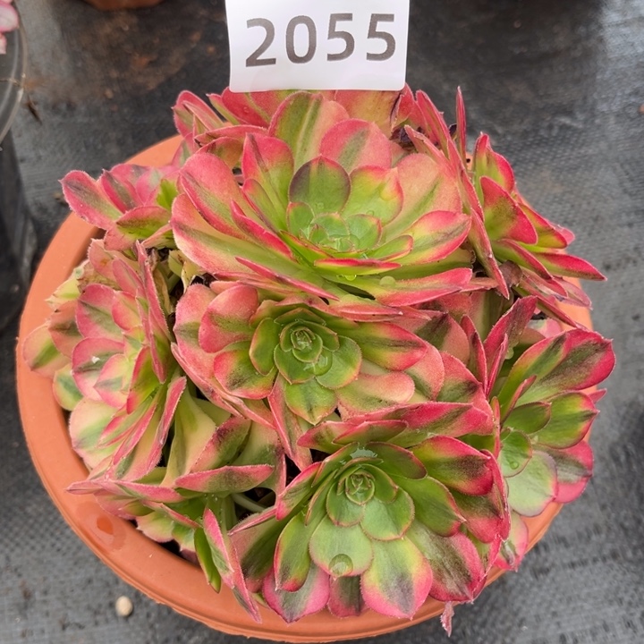 雨荷多肉特价发货