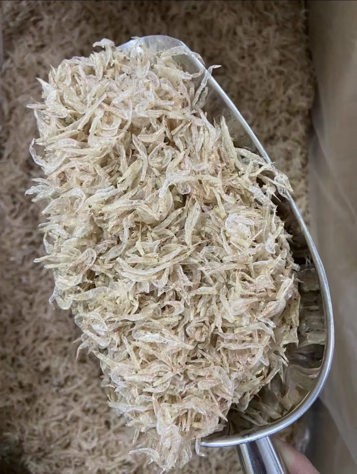 淡晒虾皮煎鸡蛋煲汤做饺子馅