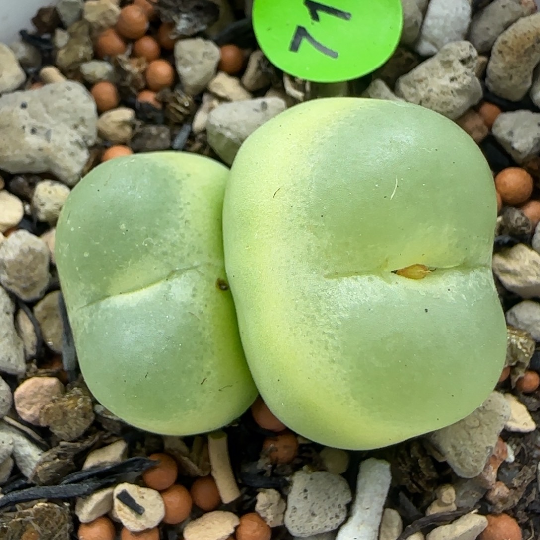 双头拉登1.7/2.2多肉植物