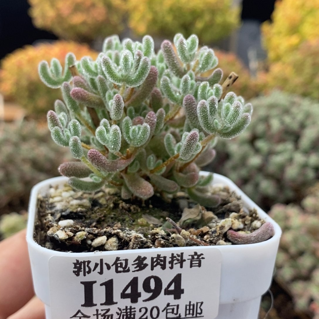 优选冰晶1494枝干番杏