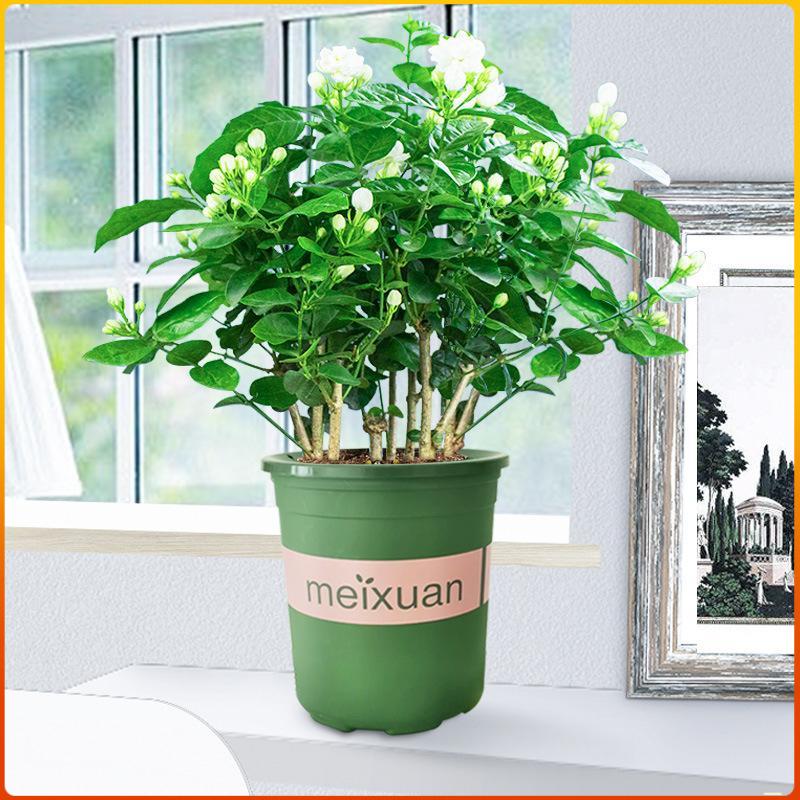 5年大老桩盆栽浓香型植物四季开花庭院阳台客厅小绿植花卉