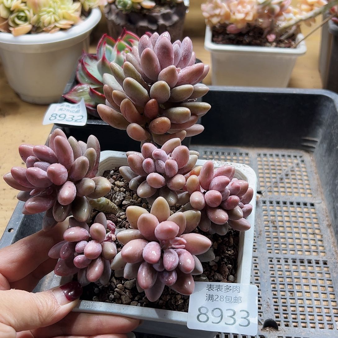 9号多肉一物一拍8933