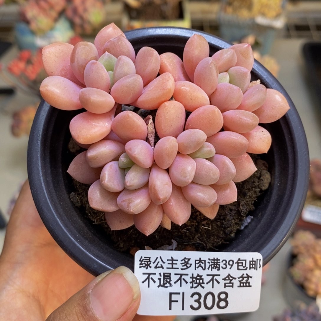 308粉桃花多肉6c m