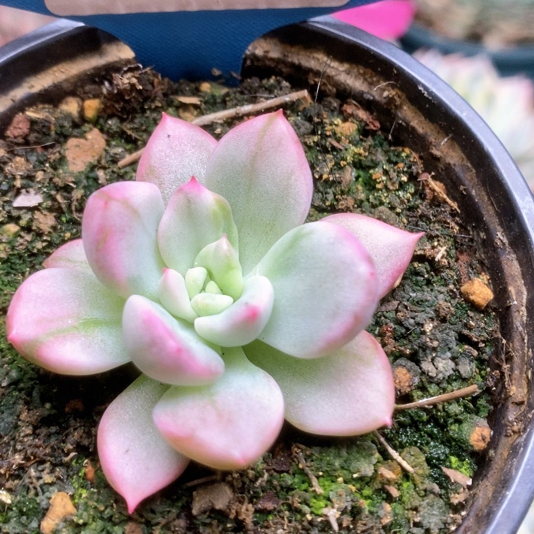 C290鹰嘴红锦锦锦锦锦锦