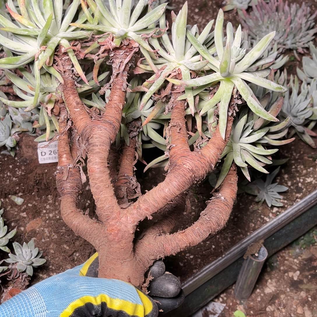 2689白鹭仙女杯多肉