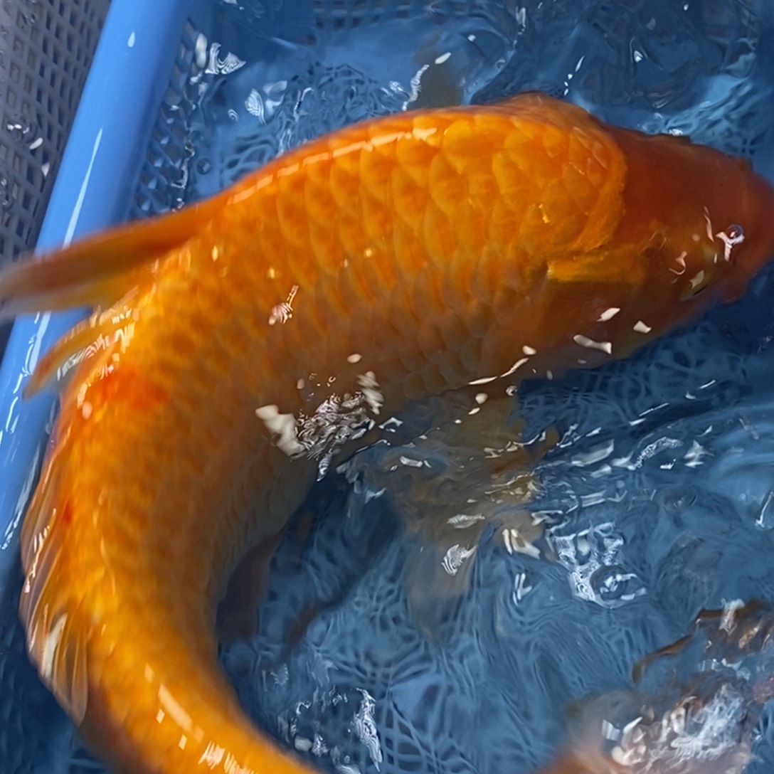 锦鲤冷水锦鲤包邮