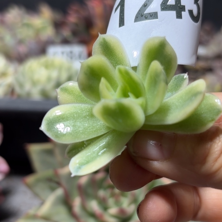 头盖多肉植物满18包邮