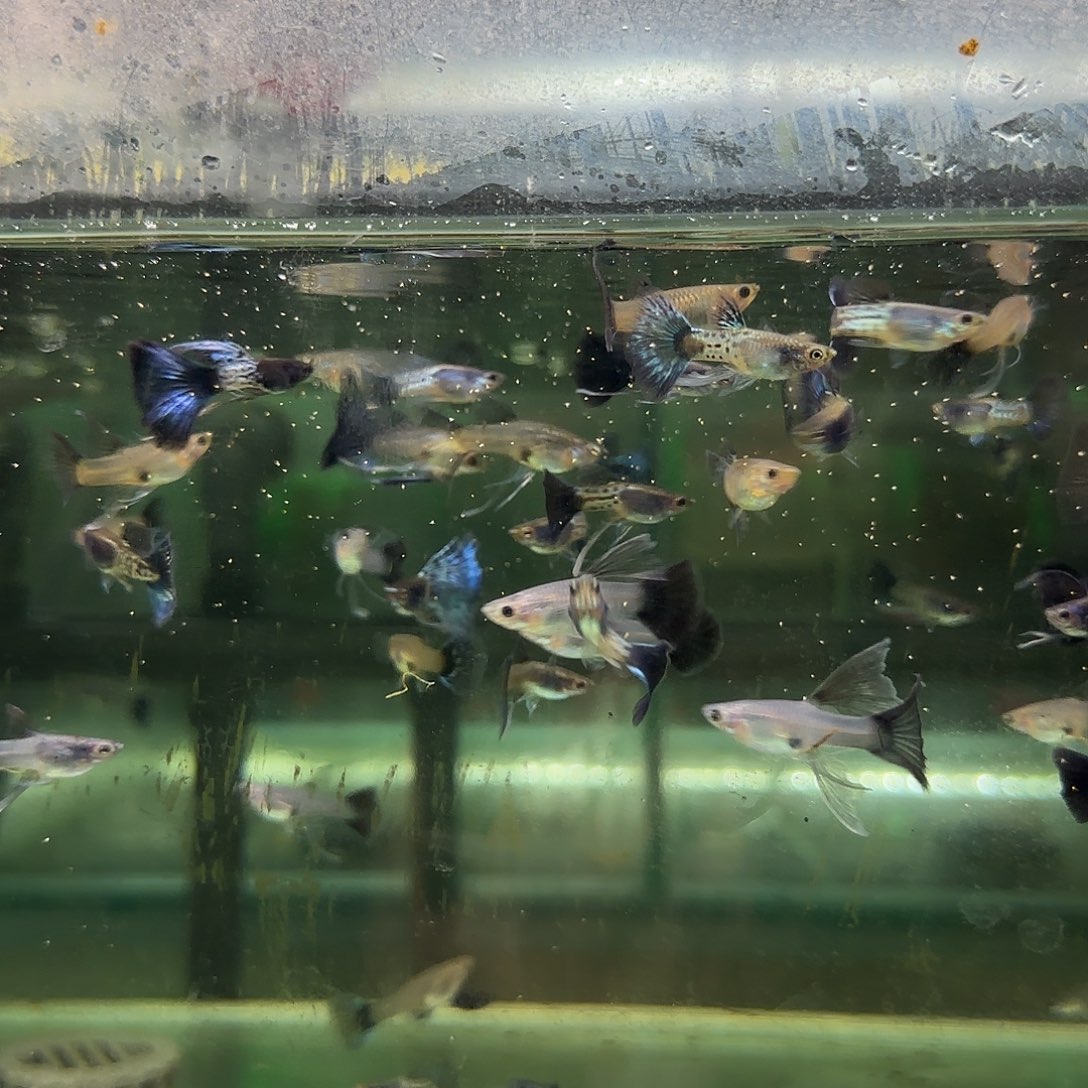 孔雀鱼蓝狮C压成随机10条随机