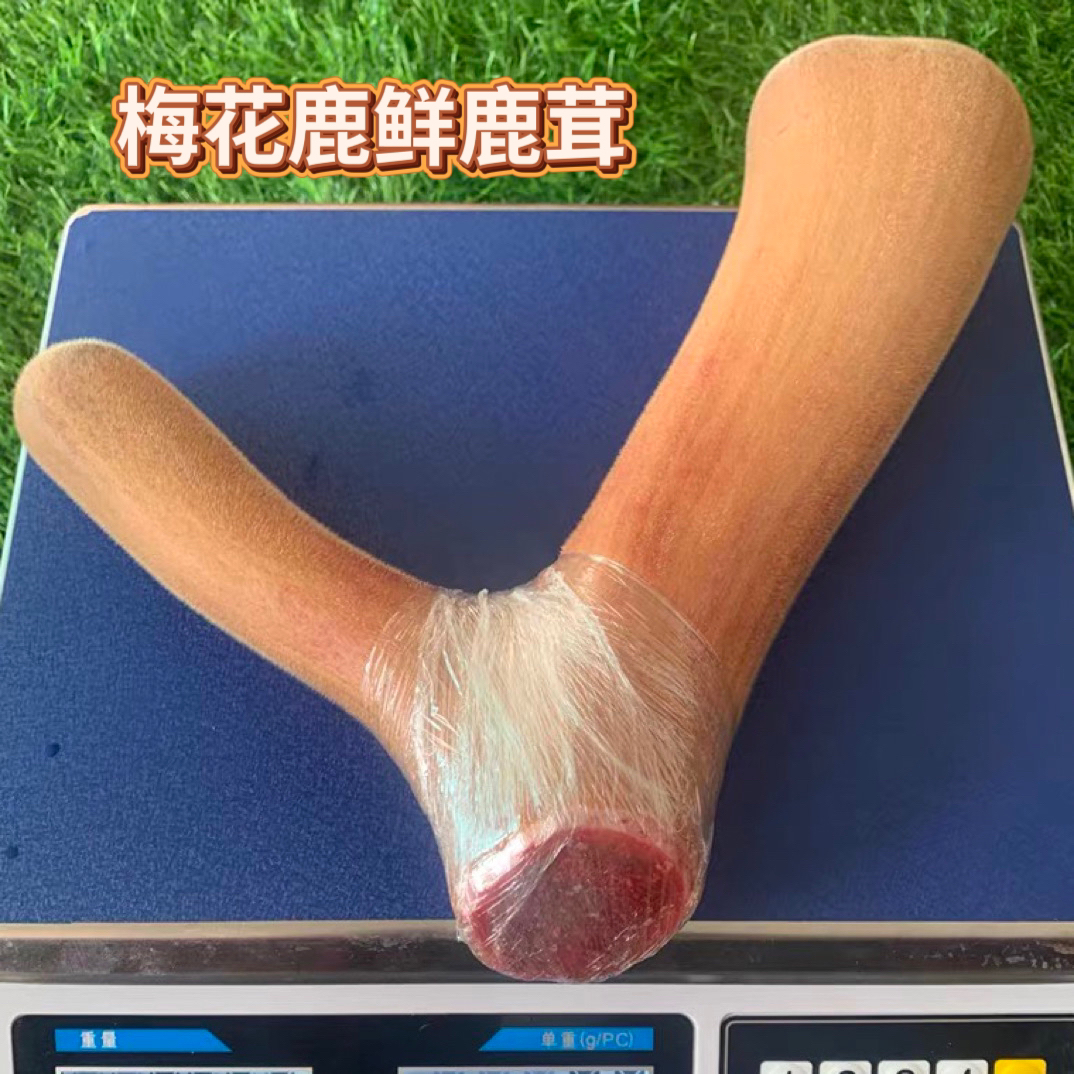 【祺航鹿业】梅花鹿 鲜鹿茸 直播选货链接 一物一拍 初级农产品