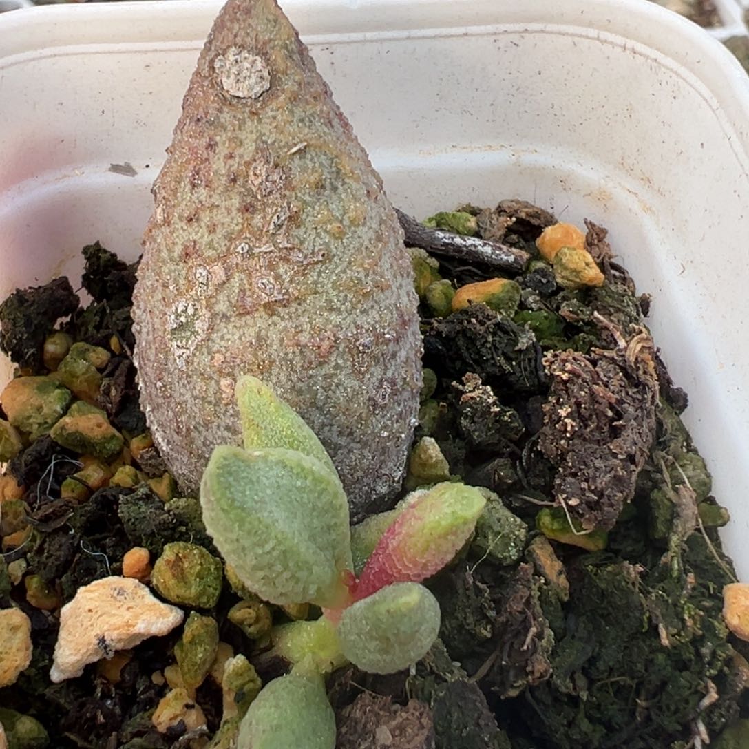 特价实生新品大叶型有点干皮