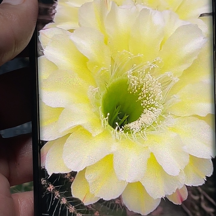 岁***好绿心可可侧芽 歪 满20包邮5公分